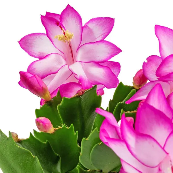 Purple Christmas Cactus