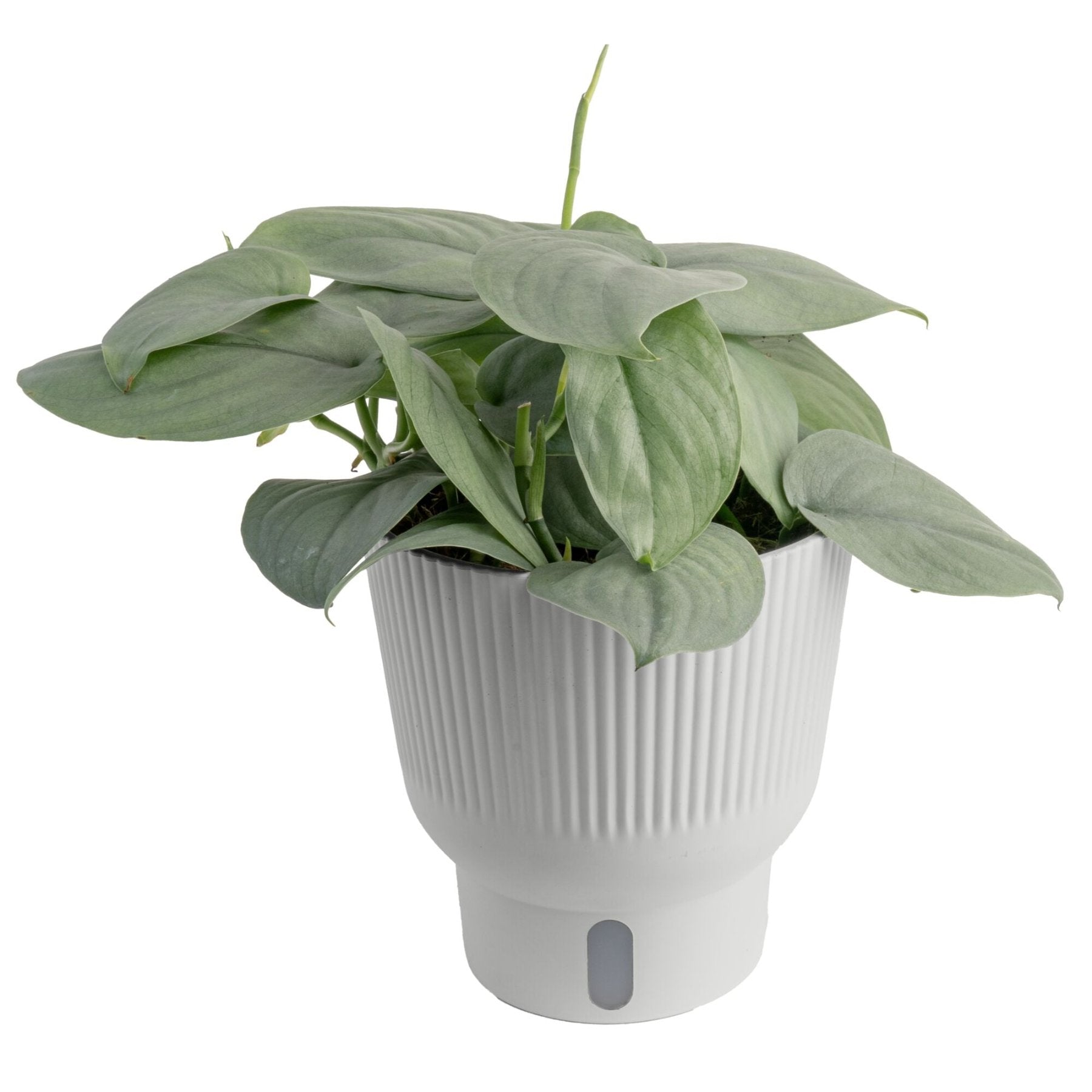 Scindapsus Platinum Java close up leaf detail – healthy nursery plant – Foliages.in