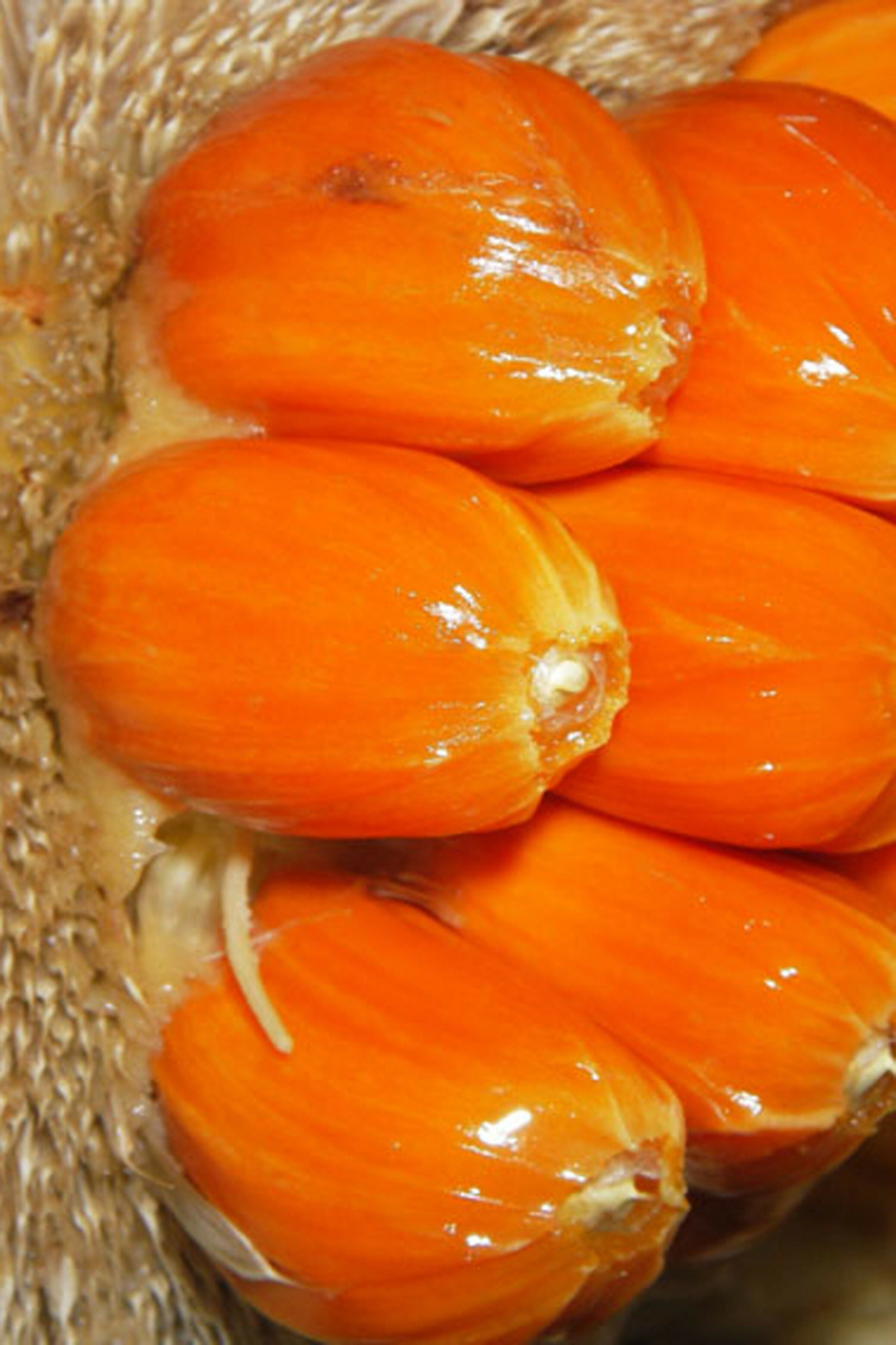 Mentawa Fruit Plants (Artocarpus Anisophyllus)