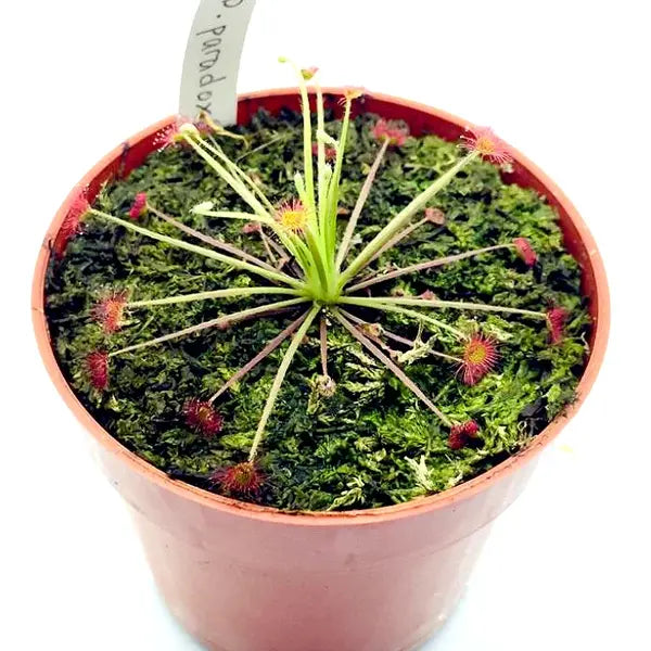 Drosera Paradoxa