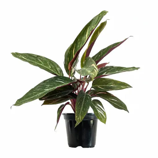 Stromanthe thalia 'Magic Star' (Calathea Magic Star)