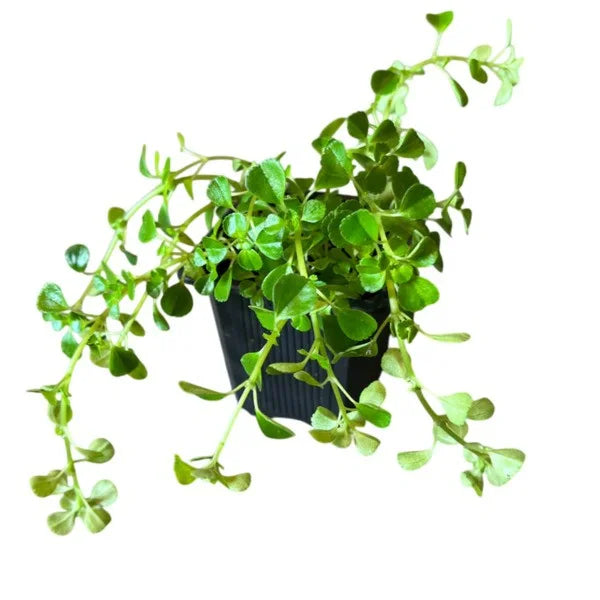 Pilea Depressa, Baby Tears, Soleirolia Soleirolii