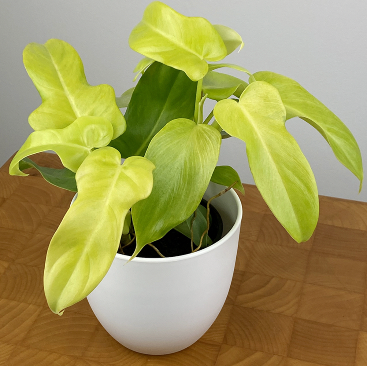 Philodendron Golden Violin