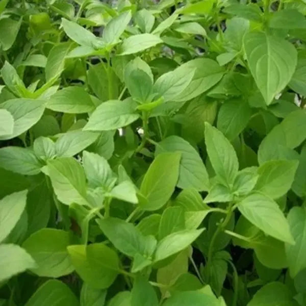 Vicks Tulsi (Mint Tulsi Plant)