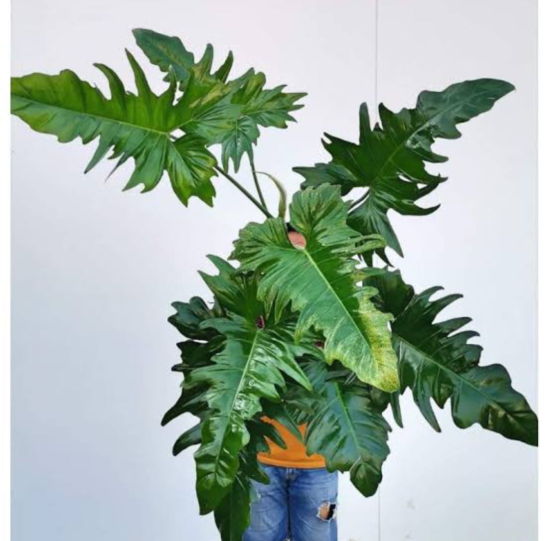Philodendron Golden Dragon