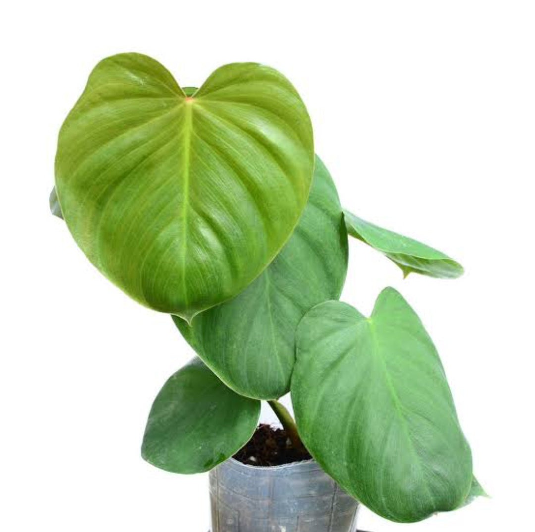 Philodendron Nangaritense x Werneri