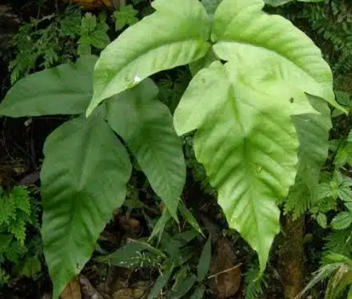 Tectaria Heracleifolia Fern - Rare