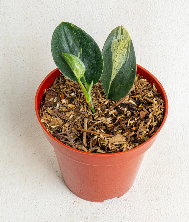 Scindapsus Treubii Dark Form Variegated - Super Rare