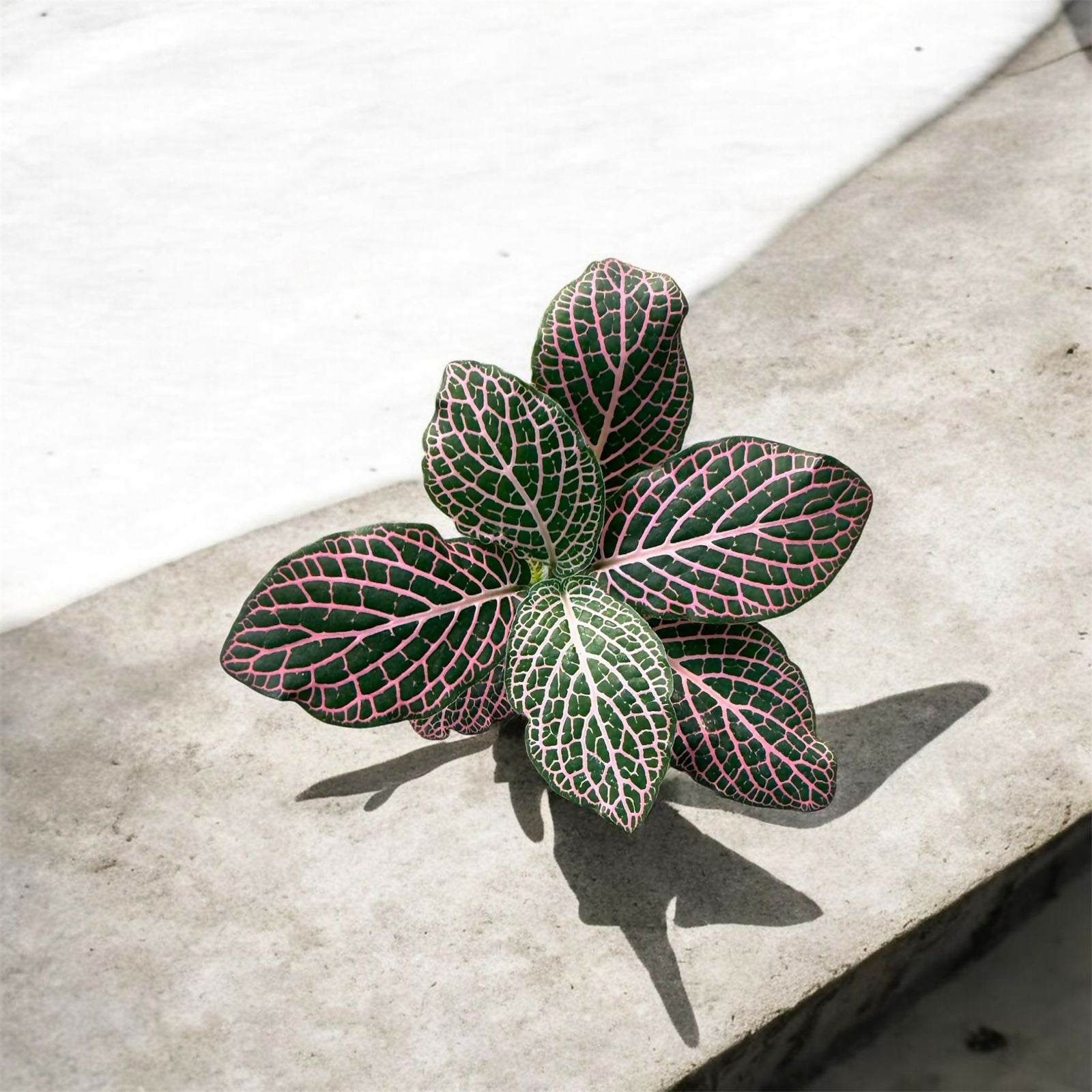Fittonia-Jiffy sized