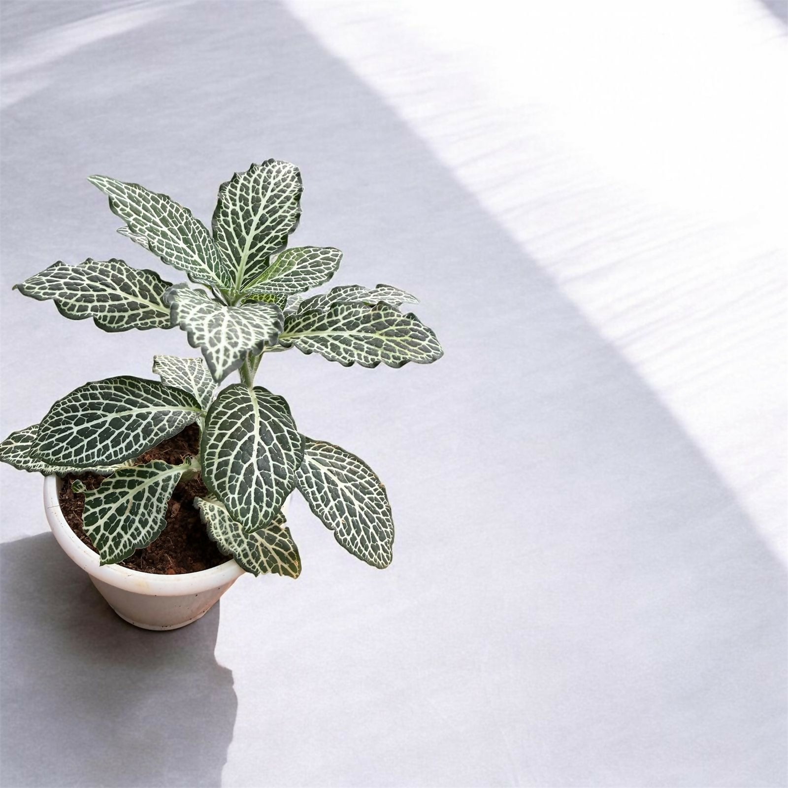 Fittonia