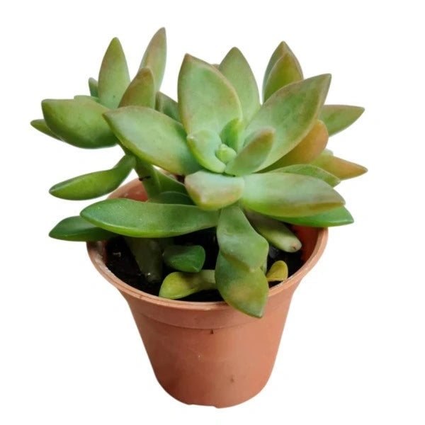 Sedum Adolphi Golden