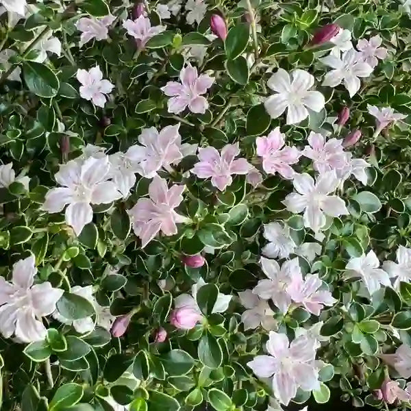 Serissa foetida variegated,Serissa Variegated, Snow Rose