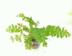 Boston Fern – Rare Starter TC Plant - Ethereal DNA