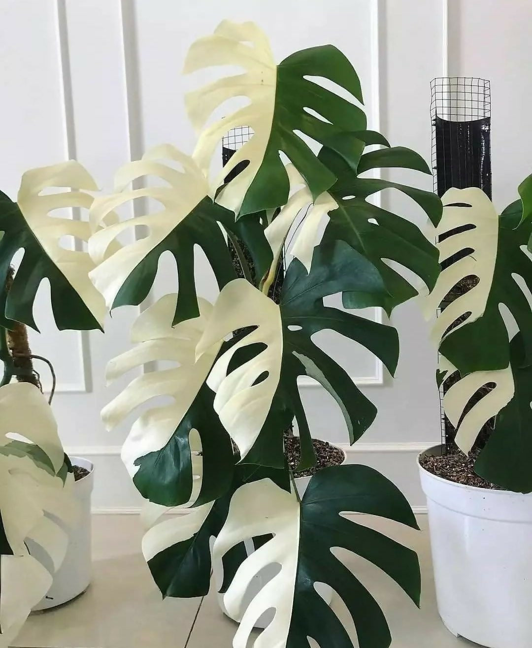 Monstera Albo Variegated white
