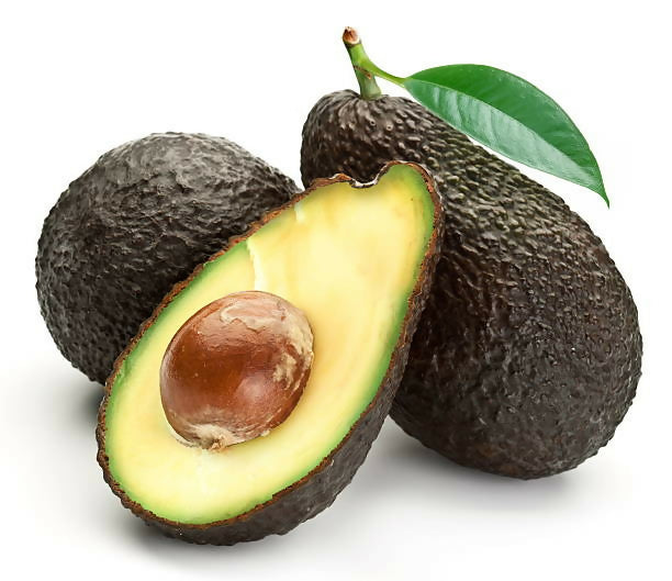 Avocado Hass Live Plant (Persea americana 'Hass')