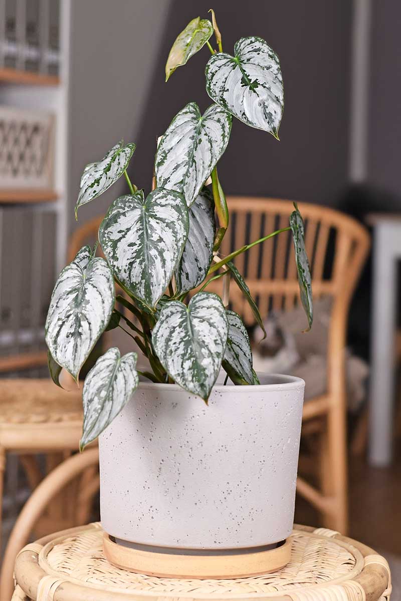 Philodendron Brandtianum