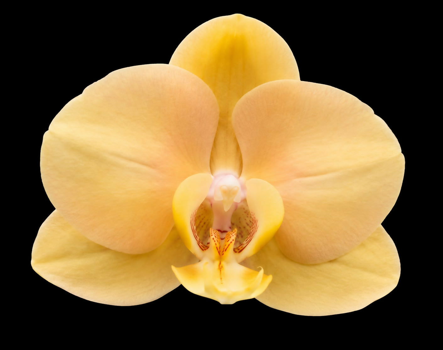 Phalaenopsis-21651