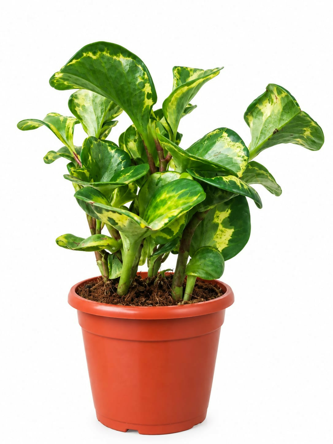 Peperomia obtusifolia ‘Golden Gate’- Bushy indoor plant