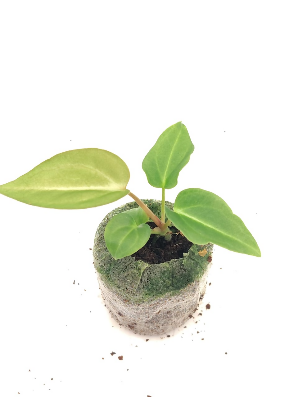 Anthurium Papilliaminum – Rare TC Plant - Ethereal DNA