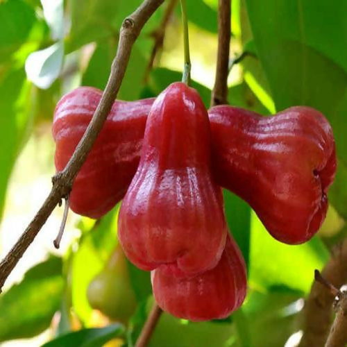 Bell Chamba Live Plants (Syzygium samarangense)