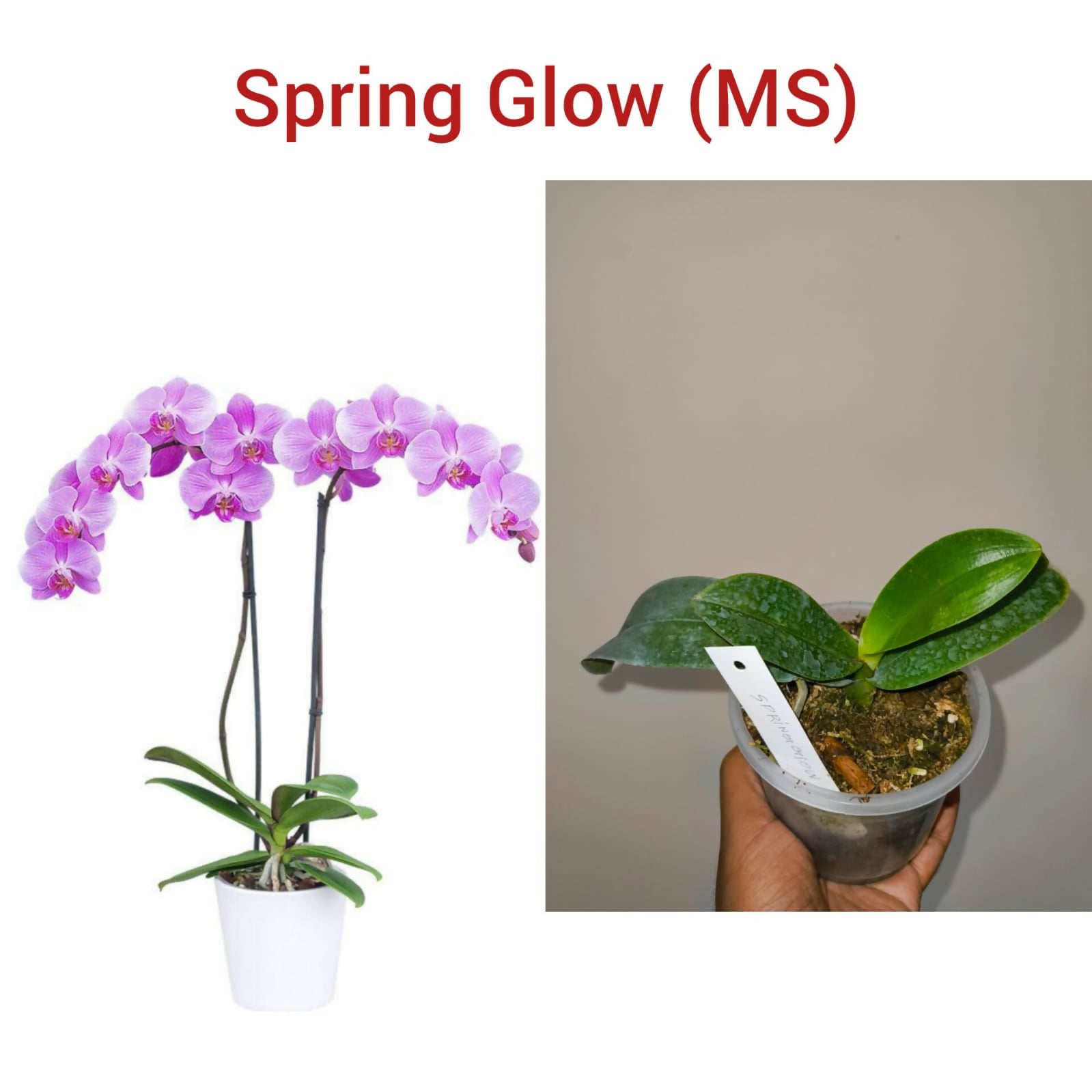 Phalenopsis Orchid- Spring Glow (MS)