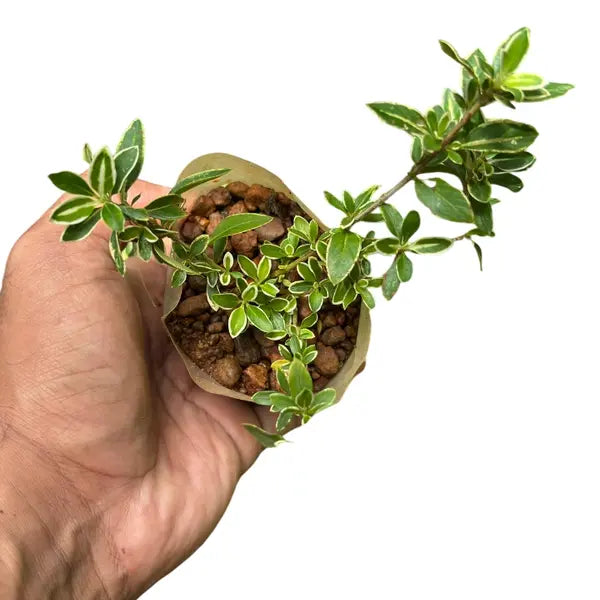 Serissa foetida variegated,Serissa Variegated, Snow Rose