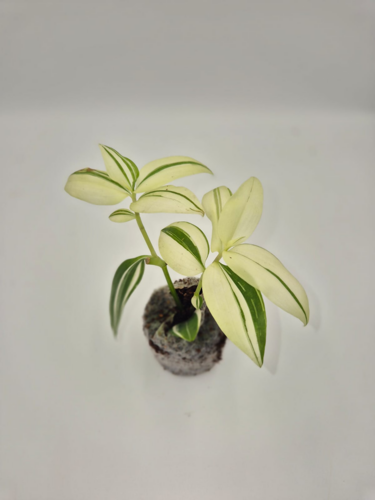 Tradescantia multicolor
