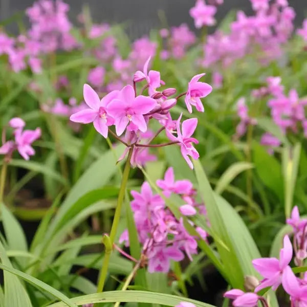 Ground Orchid Pink
