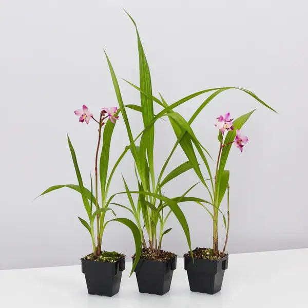 Ground Orchid Pink