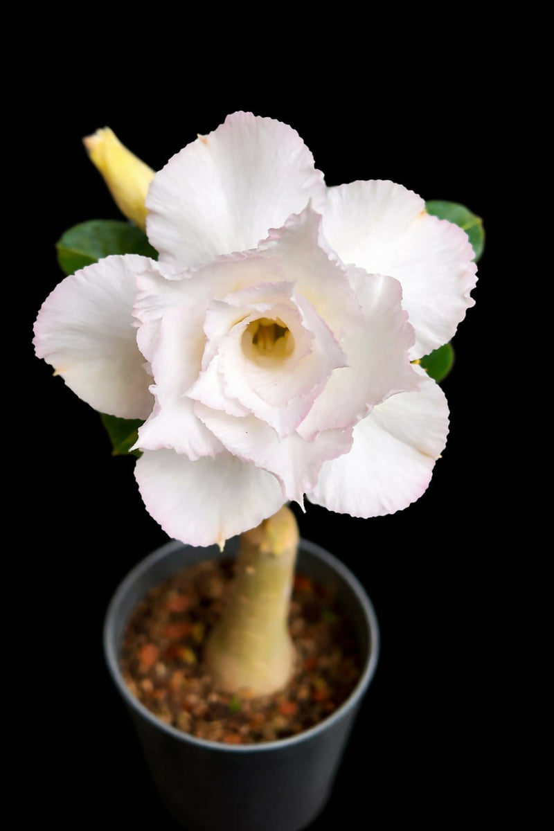 Adenium White – Foliages.in