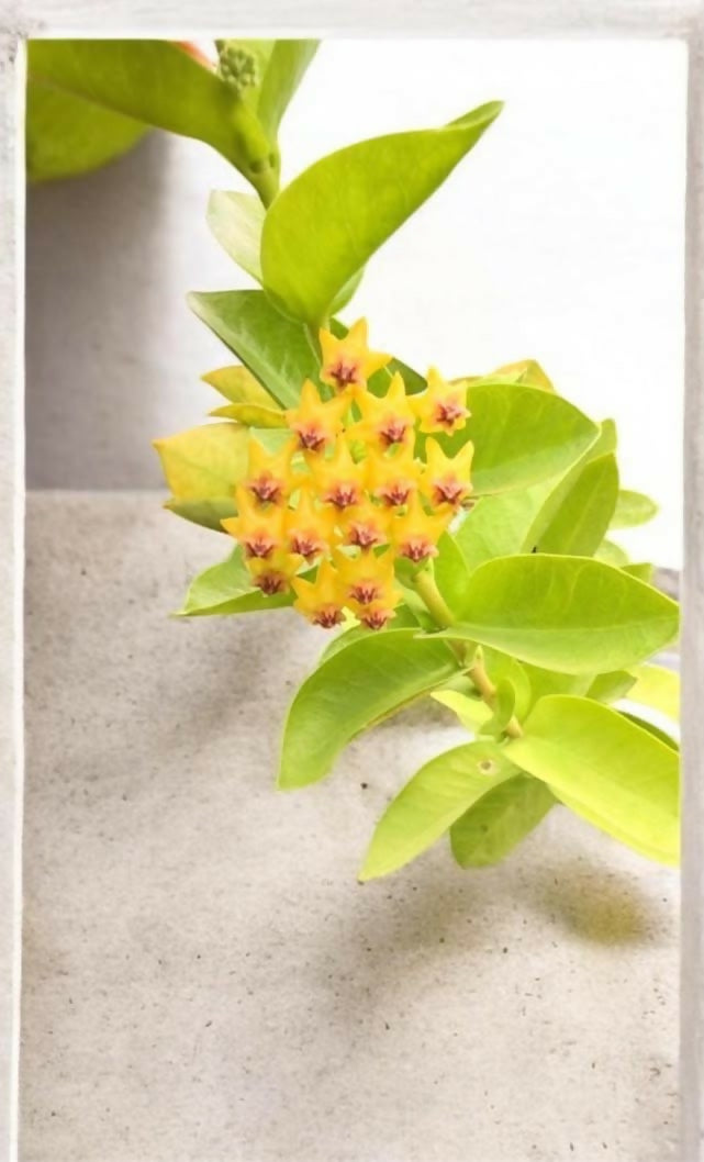 Hoya Densifolia- jiffy sized