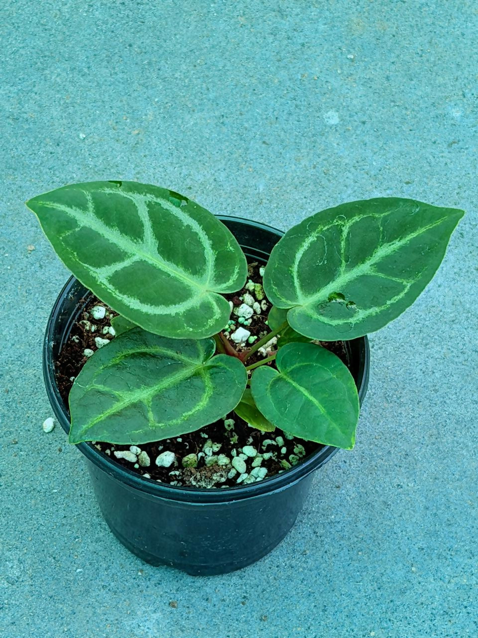 Anthurium - Dorayaki x Silver blush hybrid