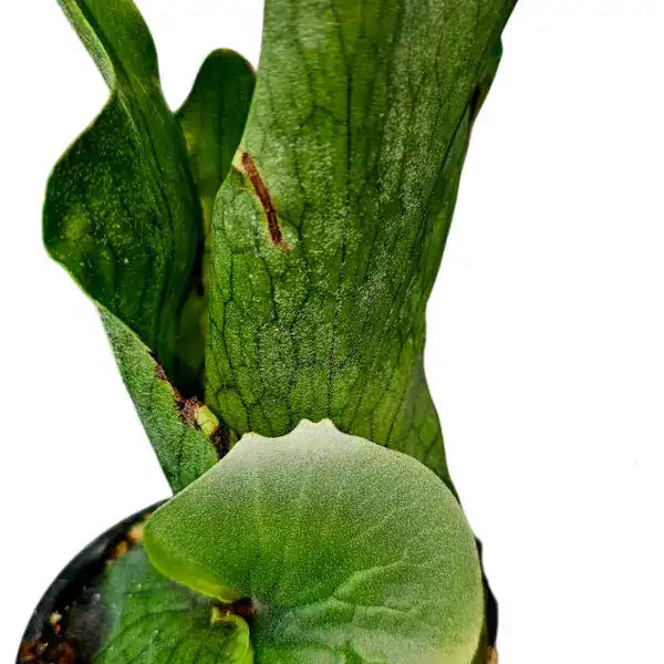 Staghorn Wandea Fern