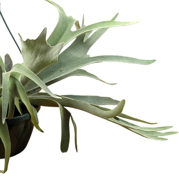 Staghorn Wellinky Silver