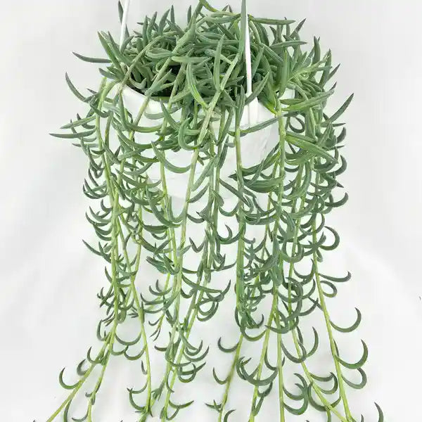 String OF Fish Hooks Plant