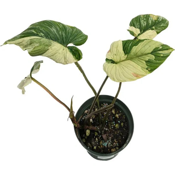 Philodendron Mamei Variegated - Rare Plant