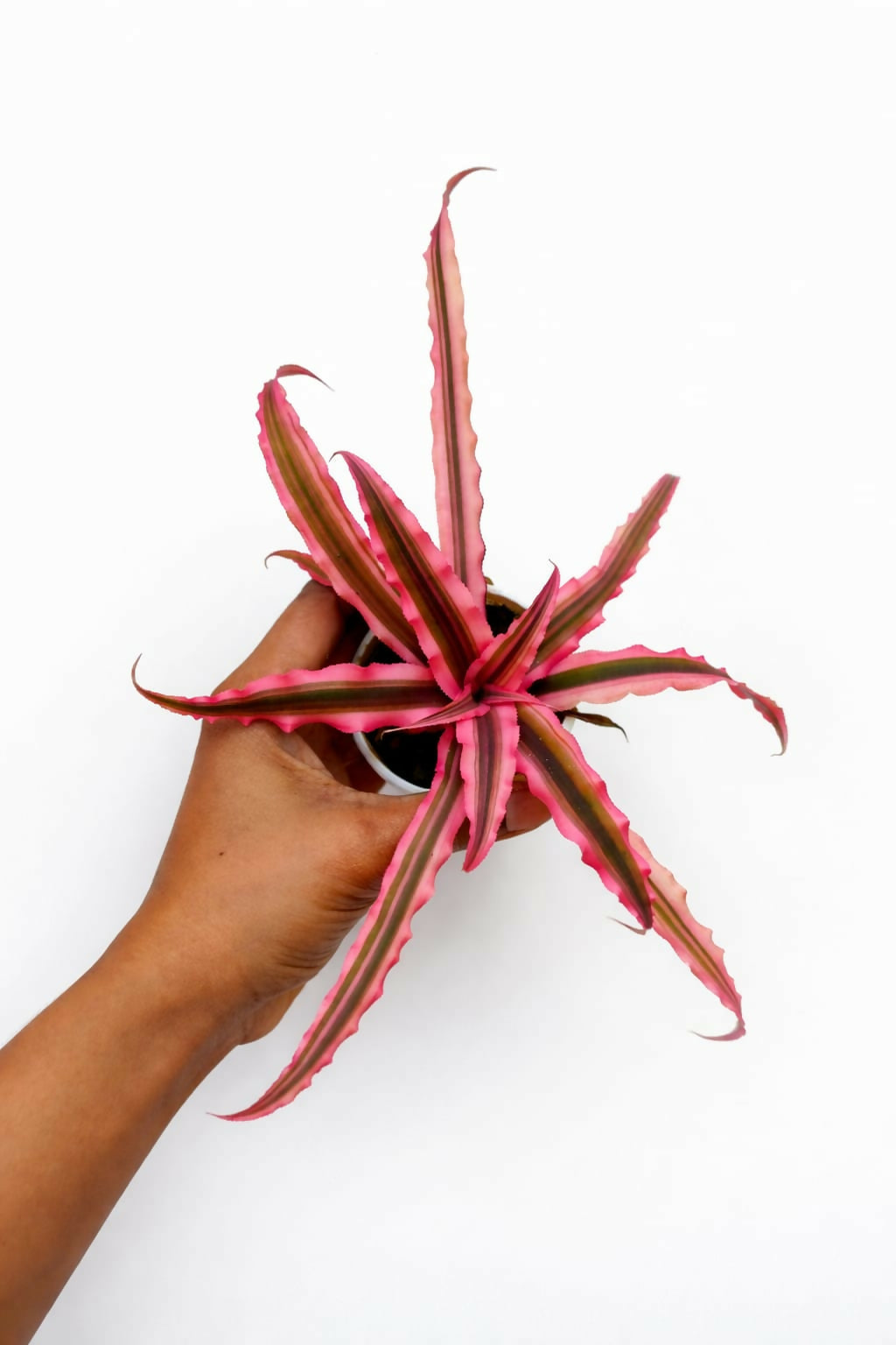 Cryptanthus Ruby Earth Star Bromeliad Plant