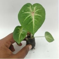 Caladium rosebud