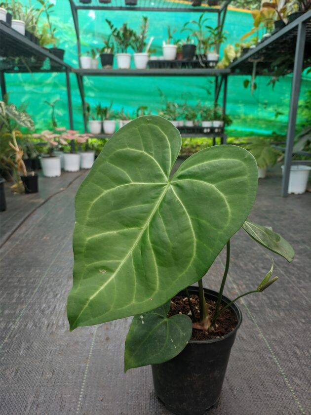 Sweet love (Above 1ft hieght)