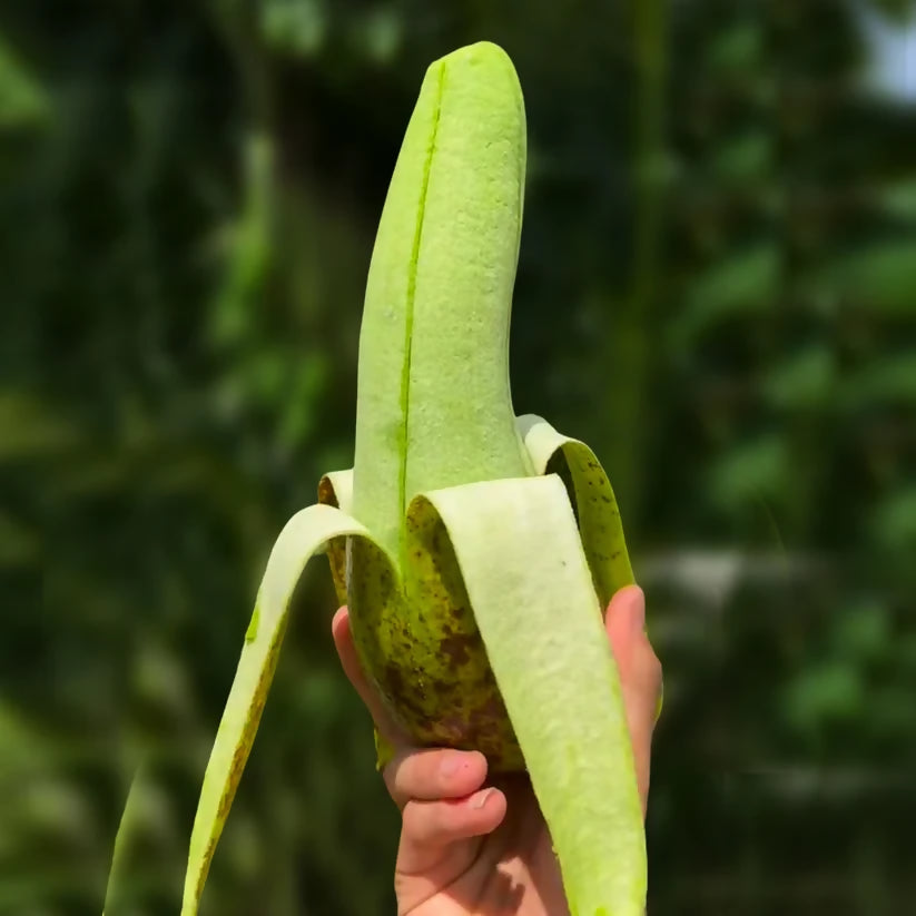 Russell Avocado Live Plant (Persea americana 'Russell')