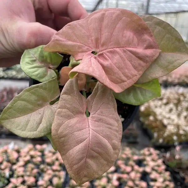Pink Syngonium Live Plant