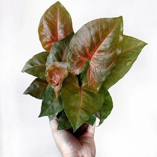 Syngonium Podophyllum ‘Bronze Maria’