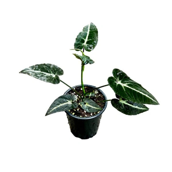 Syngonium Rayii - Rare