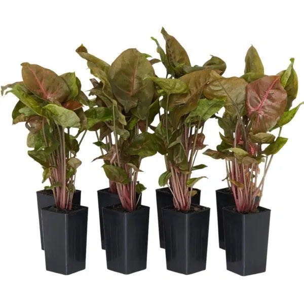 Syngonium Chocolate Miniature