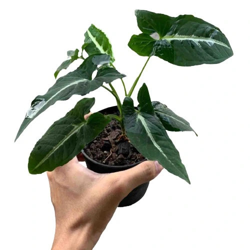 SYNGONIUM WENDLANDII - Syngonium black velvet