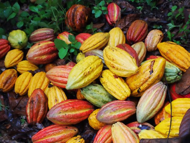 Cocoa Fruit Plants (Theobroma Cacao)