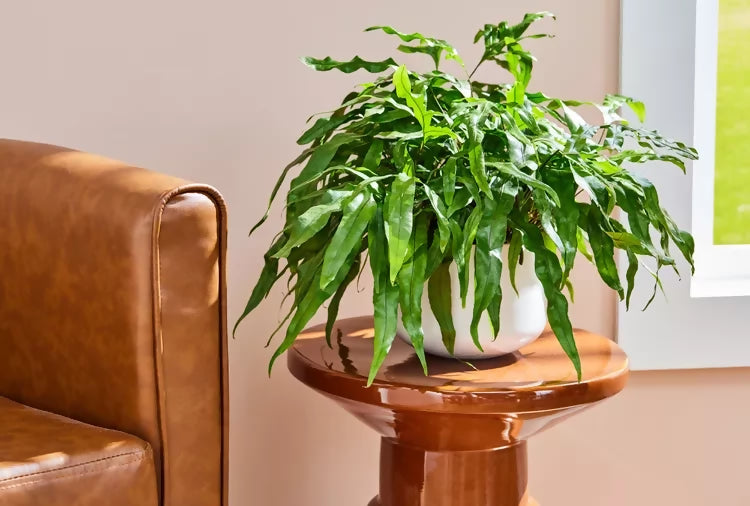 Kangaroo Paw Fern (Microsorum diversifolium)