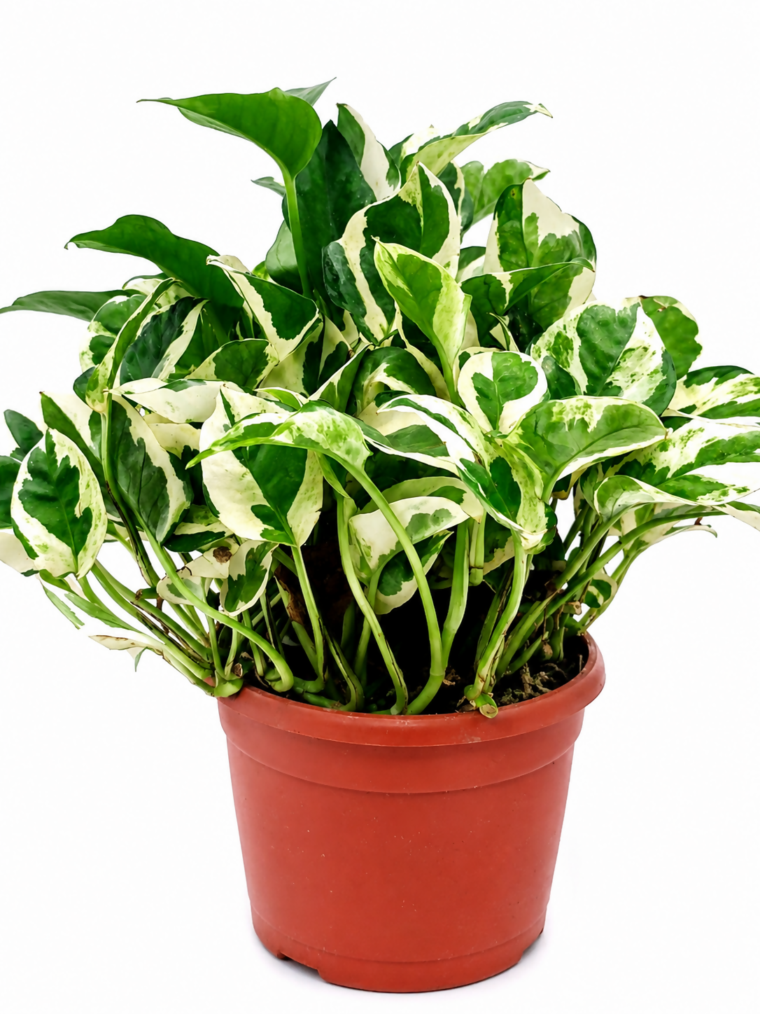 Money plant Njoy