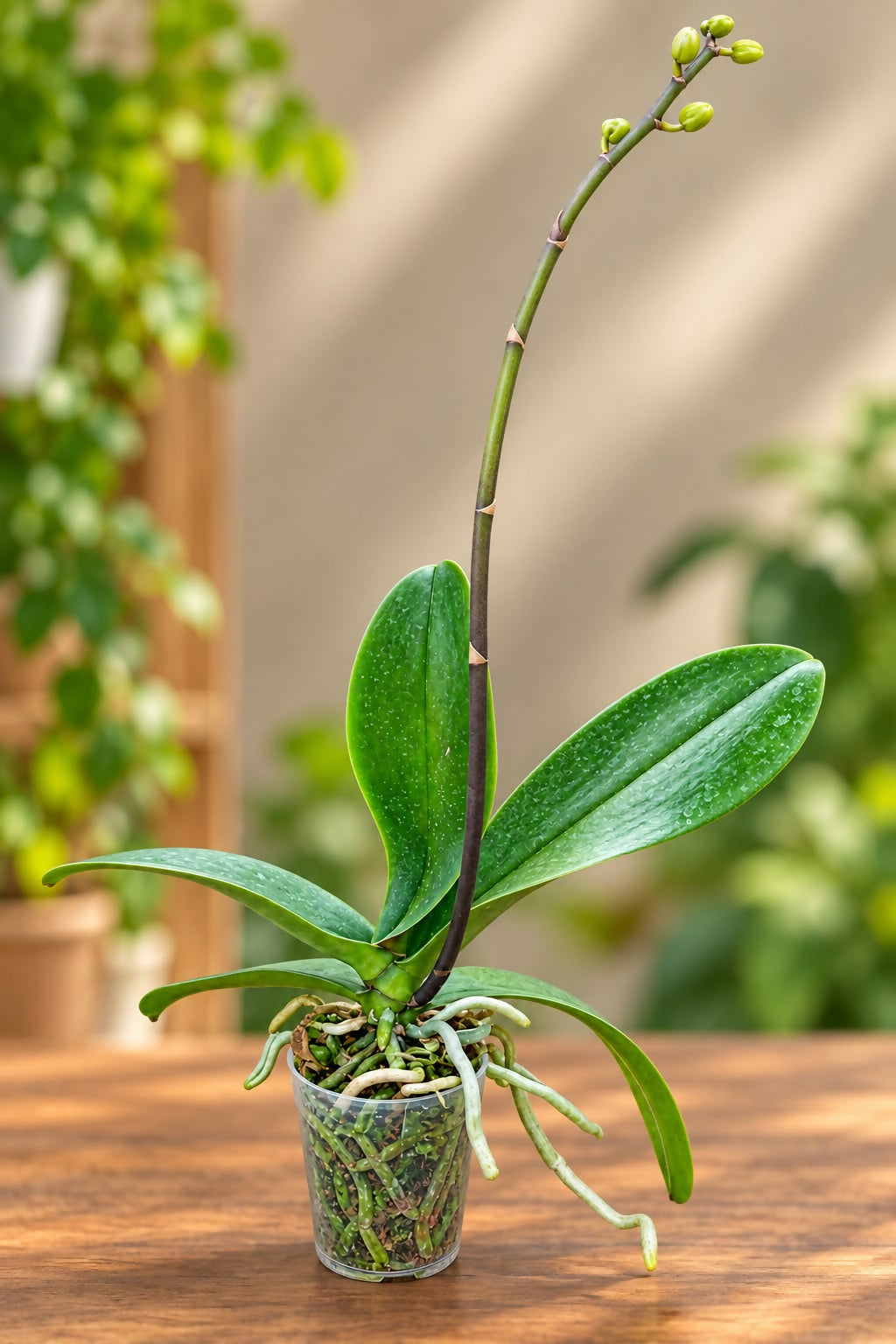 Phalaenopsis-5228