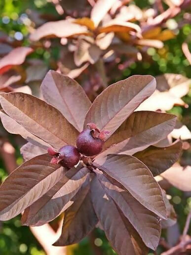 Black Diamond Guava Plant - Premium Fruit Tree - Keyfarm Wayanad